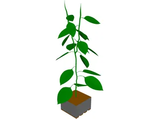 Bell Pepper Plant 3D Model