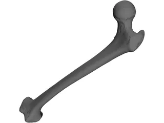 Femur Bone 3D Model