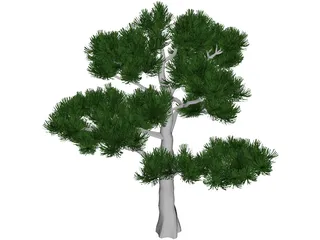 Pine Tree 3D Model