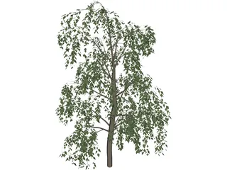 Birch Tree 3D Model