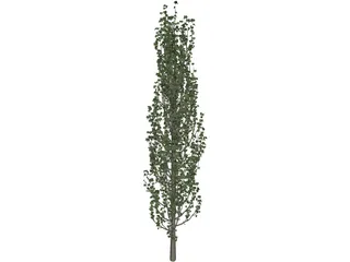 Cypress Tree 3D Model