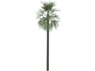 Tree Palm Fan 3D Model