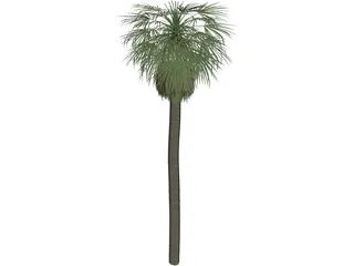 Tree Palm Washingtonia 3D Model