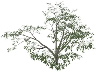 Mesquite Tree 3D Model