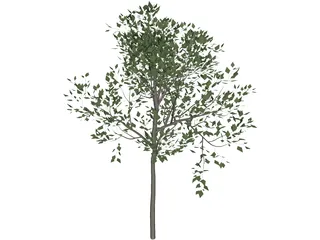 Magnolia Tree 3D Model