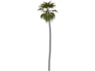 Tree Palm 3D Model