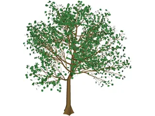 Arboli Tree 3D Model