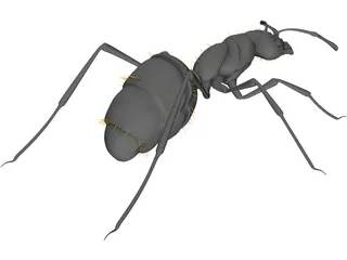 Ant Black 3D Model