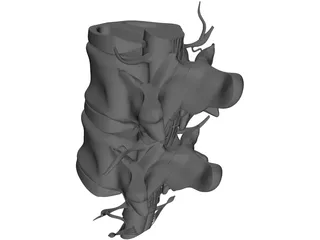 Lumbar Vertebrae 3D Model