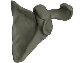 Scapula 3D Model