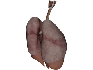 Human Respiratory System 3D Model
