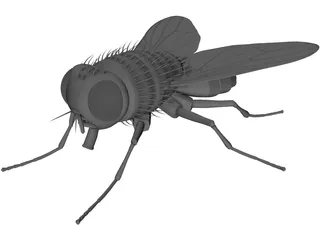 House Fly 3D Model