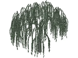 Willow Tree 3D Model