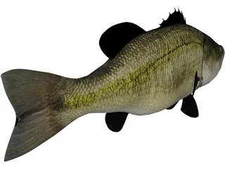 Largemouth Bass 3D Model