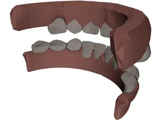 Jaw and Teeth 3D Model