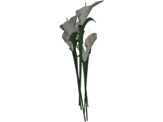 Arum Flower 3D Model