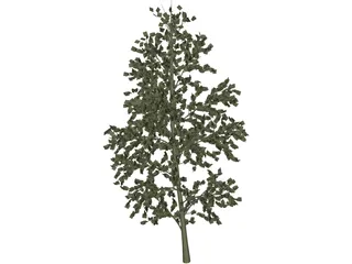 Pioppo Cipressino 3D Model