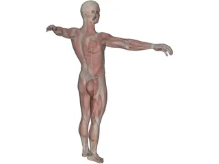 Human Body with Muscles 3D Model