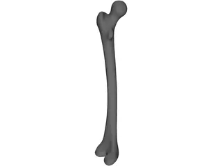 Femur Bone 3D Model