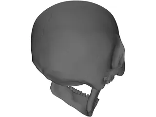 Skull Human 3D Model