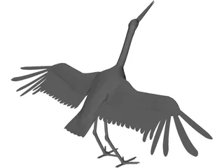 Ciconia Stork 3D Model
