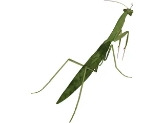 Mantis Praying 3D Model