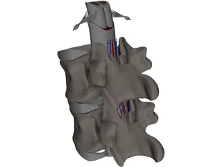 Vertebra 3D Model