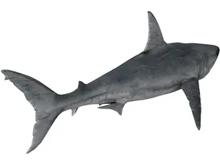 Great White Shark 3D Model