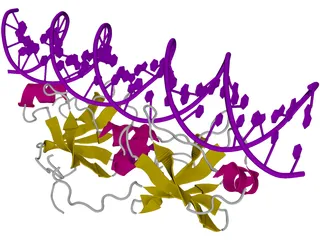 DNA 3D Structure 3D Model