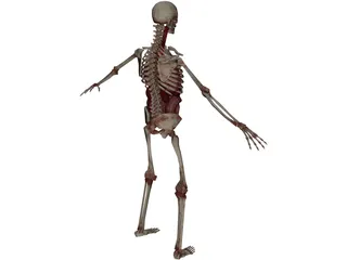 Skeleton with Internal Organs 3D Model