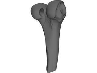 Human Knee 3D Model