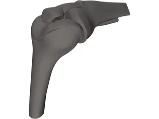 Knee Joint Human 3D Model