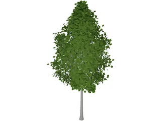 Quaking Aspen (Populus Tremuloides) 3D Model