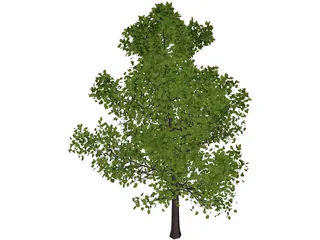 Sassafras 3D Model