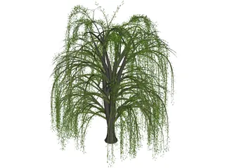 Weeping Willow 3D Model