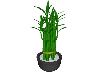 Lucky Bamboo 3D Model