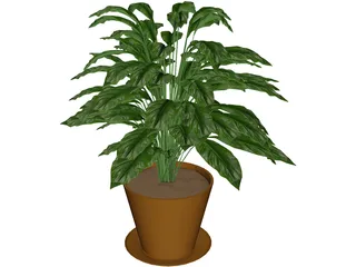 Spathiphyllum 3D Model