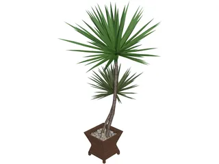 Yucca Plant 3D Model