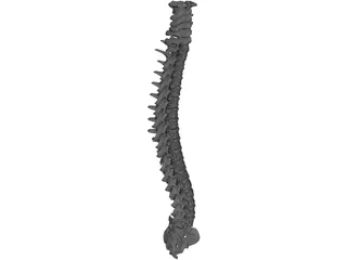 Spine 3D Model