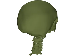 Skull and Neck 3D Model