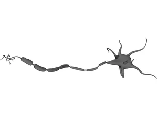 Neuron 3D Model