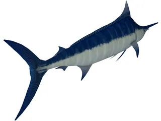 Marlin Blue 3D Model