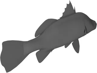 Barramundi 3D Model