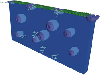 Cell Membrane 3D Model