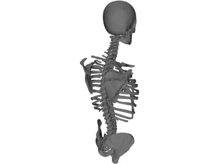 Upper Skeletal System 3D Model