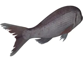 Black Sea Bass 3D Model