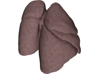 Lungs Human 3D Model