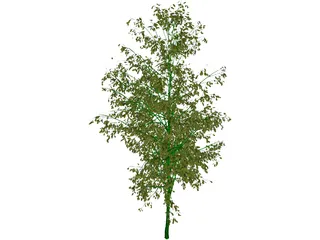 Birch Tree 3D Model