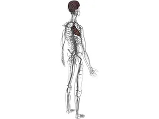 Circulatory System with Heart, Thymus and Brain 3D Model