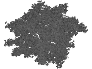 Quercus Tree 3D Model